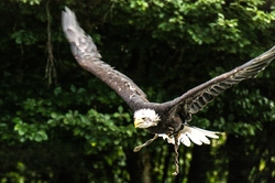 Bild eines Greifvogels bei einer Flugvorführung